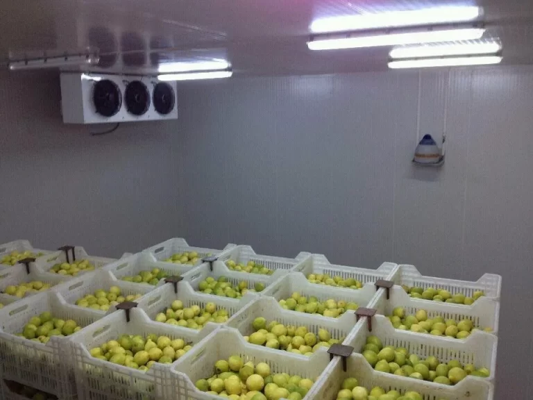 ripening chambers mango
